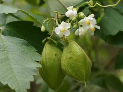 Le immagini delle specie aliene invasive
