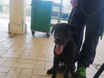Cane lanciato nel canile: l'orrore di un papà con il suo bambino