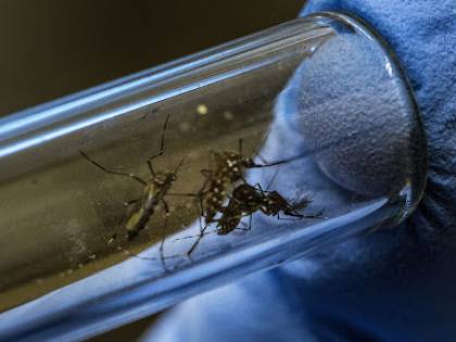 Un batterio nelle zanzare: la rivoluzione nella cura della dengue