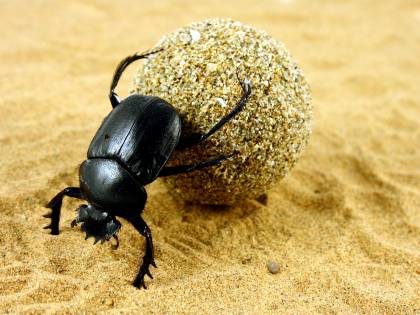 Fabre, lo scienziato che chiedeva agli insetti cos'è un uomo