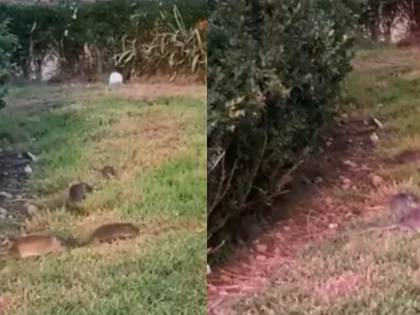 Milano, spuntano topi in piazza San Babila: i ratti tra le persone