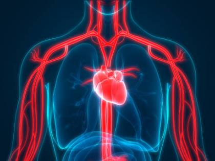 Arriva il primo "atlante" del cuore. Ecco la mappa che cambia tutto