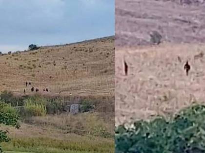 Furia degli immigrati in fuga. Agente ferito: trauma cranico