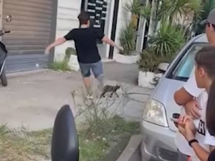 Prende a calci il gatto e il video diventa virale "Non posso più uscire"