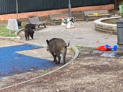 Roma, cinghiali uccisi al parco giochi