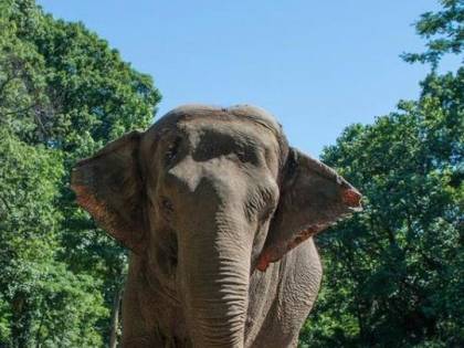 L'elefante del Bronx lotta per i "diritti umani". Per tutti gli altri animali