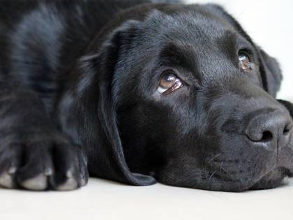L’allarme dei veterinari: "No ai cibi delle Feste per gli animali"