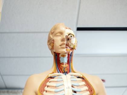 Ipotiroidismo e ipertiroidismo, quali sono le differenze?