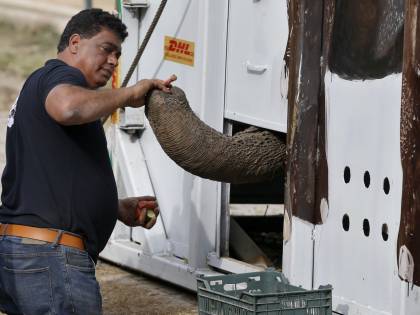 L'elefante Kaavan salvato dalla solitudine. Grazie a Cher torna a casa in Cambogia