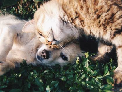Ansia da coronavirus, la pet therapy può aiutarci
