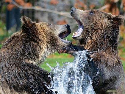 Anche gli invertebrati finiscono discriminati: "Fondi solo per salvare i mammiferi carini"
