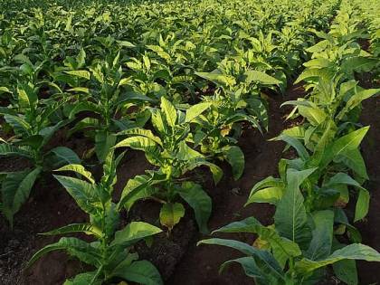JTI e TTI: investimento da 28 milioni per la filiera tabacchicola umbra