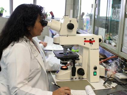 Candida auris, il Brasile lancia l'allarme