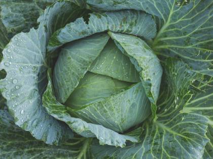 Inverno e integratori naturali, quali sono e i loro benefici