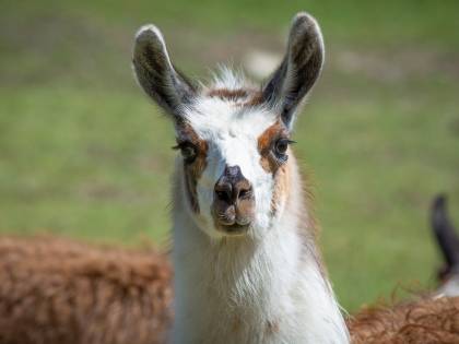 Covid, isolati promettenti mini anticorpi da un lama