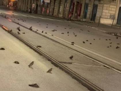Centinaia di storni morti per strada. Ma la "piaga di Roma" sono i petardi.