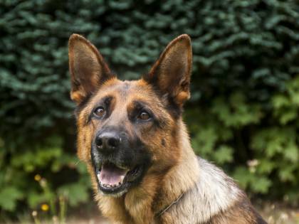 Cani anti-Covid fiuteranno le mascherine dei ragazzi