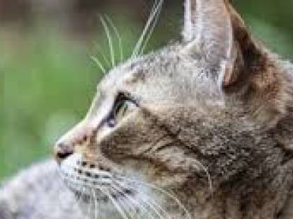 Primo caso di variante inglese su un gatto: "Nessun rischio per il contagio"