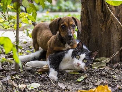 Sesto senso e telepatia, i "poteri" di cani e gatti