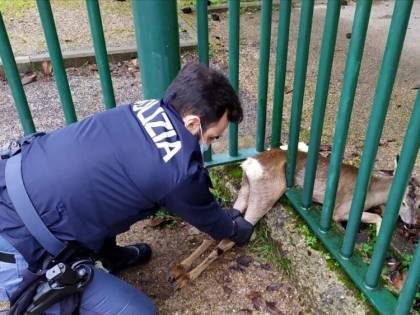 Cucciolo di capriolo finisce incastrato dopo la corsa in città