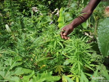 Tra uragani e siccità la Giamaica resta a secco. E senza marijuana precipita anche l'economia