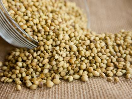 Coriandolo, virtù e benefici dell'erba aromatica