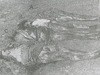 Un esule istriano senatore a vita