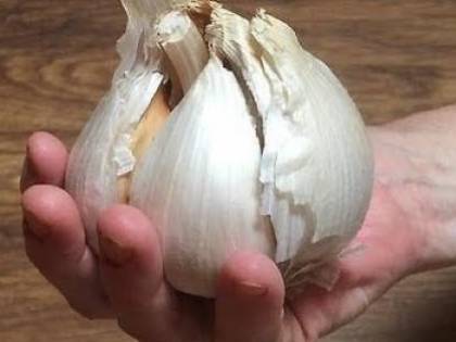 Aglione della Valdichiana e Grano 23 salvati dall'estinzione