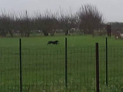 Una pantera terrorizza la provincia di Bari. I sindaci: "State a casa"
