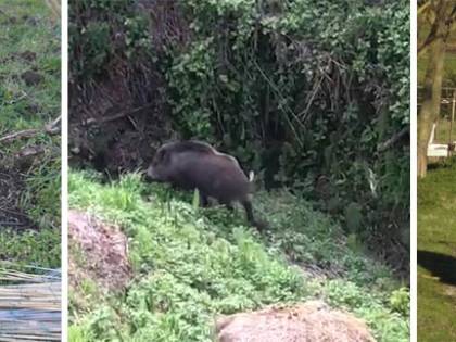 "Città invase di animali selvatici". Ma gli animalisti vogliono abolire la caccia