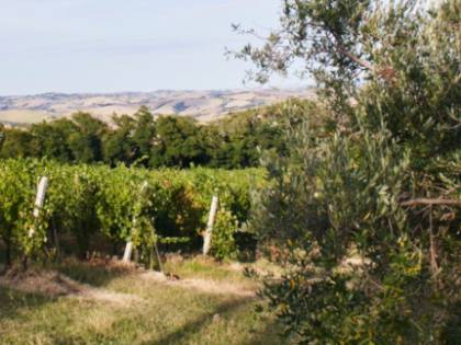 La mazzata sui vini italiani: così Bruxelles ci mette in ginocchio
