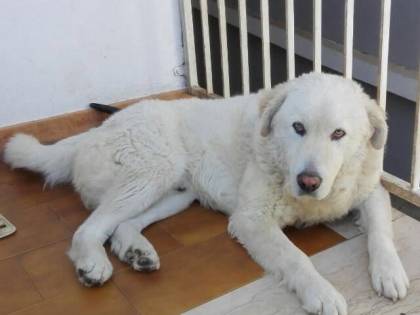 La bestia che ha ucciso il mio cane