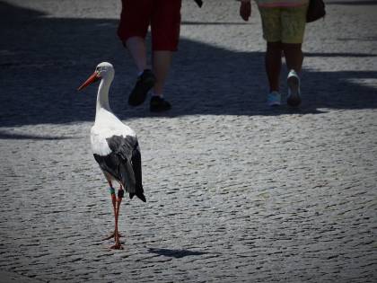 Le città degli animali