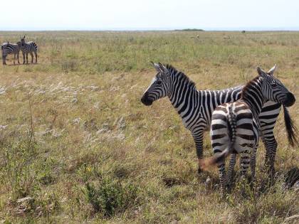 Zebre, leoni e giraffe nei nuovi quartieri strappati alla savana