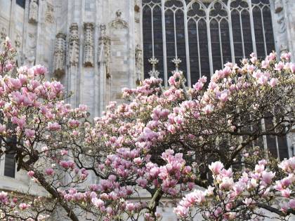 Milano in primavera è la città delle magnolie. Tour, percorsi e suggestioni