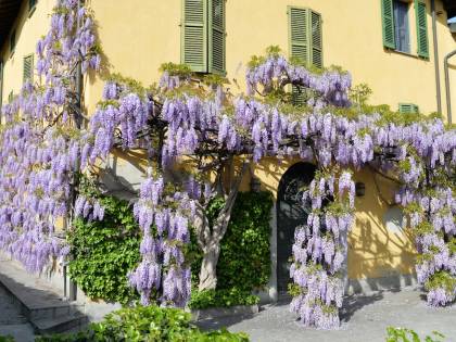 I glicini a Milano. Quando e dove vedere i più belli in fiore