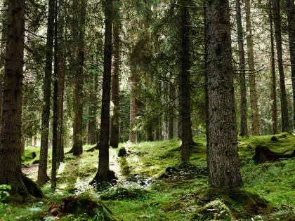 "Il caro prezzi del legno si combatte salvaguardando il bosco"