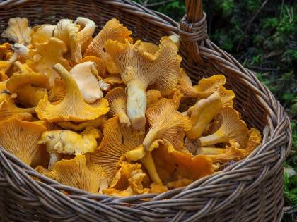 Funghi, così a tavola si combatte il rischio di cancro