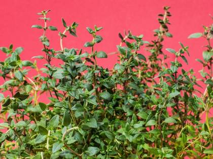 Timo, proprietà e caratteristiche dell'antica pianta aromatica