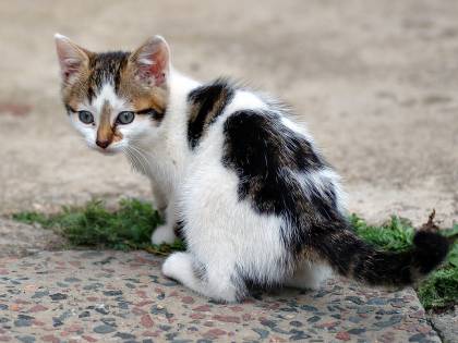 Così un gatto ha reso calva una bambina