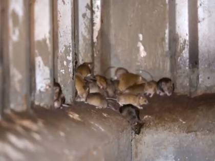 Continua "l'invasione di topi". Ora attaccano anche gli uomini
