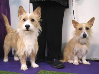 Il cane non è solo amico dell'uomo ma può riabilitarlo