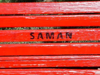Nel silenzio delle femministe il nome "Saman" su una panchina Nel silenzio delle femministe il nome "Saman" su una panchina