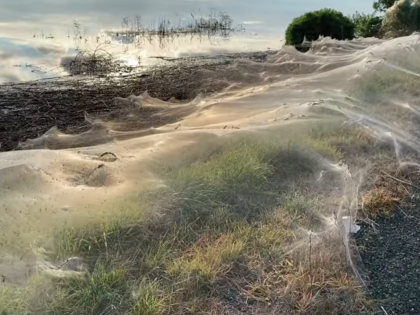 I ragni e le ragnatele giganti: cos'è il fenomeno del "ballooning"