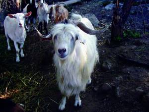Avvocato «pagato» con le capre