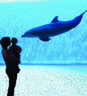 Una nuova casa per i delfini nell’Acquario che sale di grado
