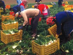 Coldiretti: imprenditori stranieri assaltano le campagne italiane