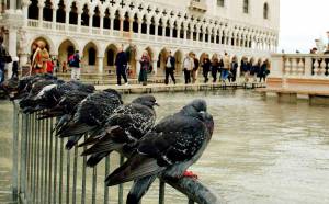 A San Marco rischio salmonella 
I piccioni spaventano Venezia
