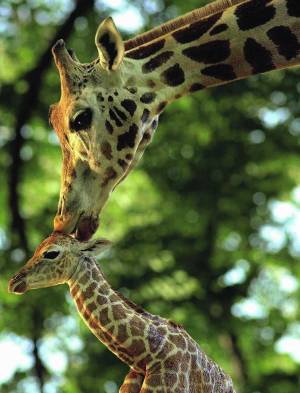 La giraffina nata al Bioparco vola in Sudafrica