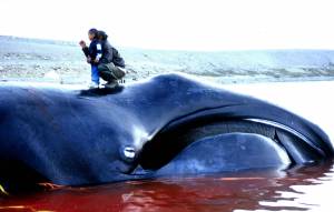 Sesso e soldi: Tokyo caccia le balene